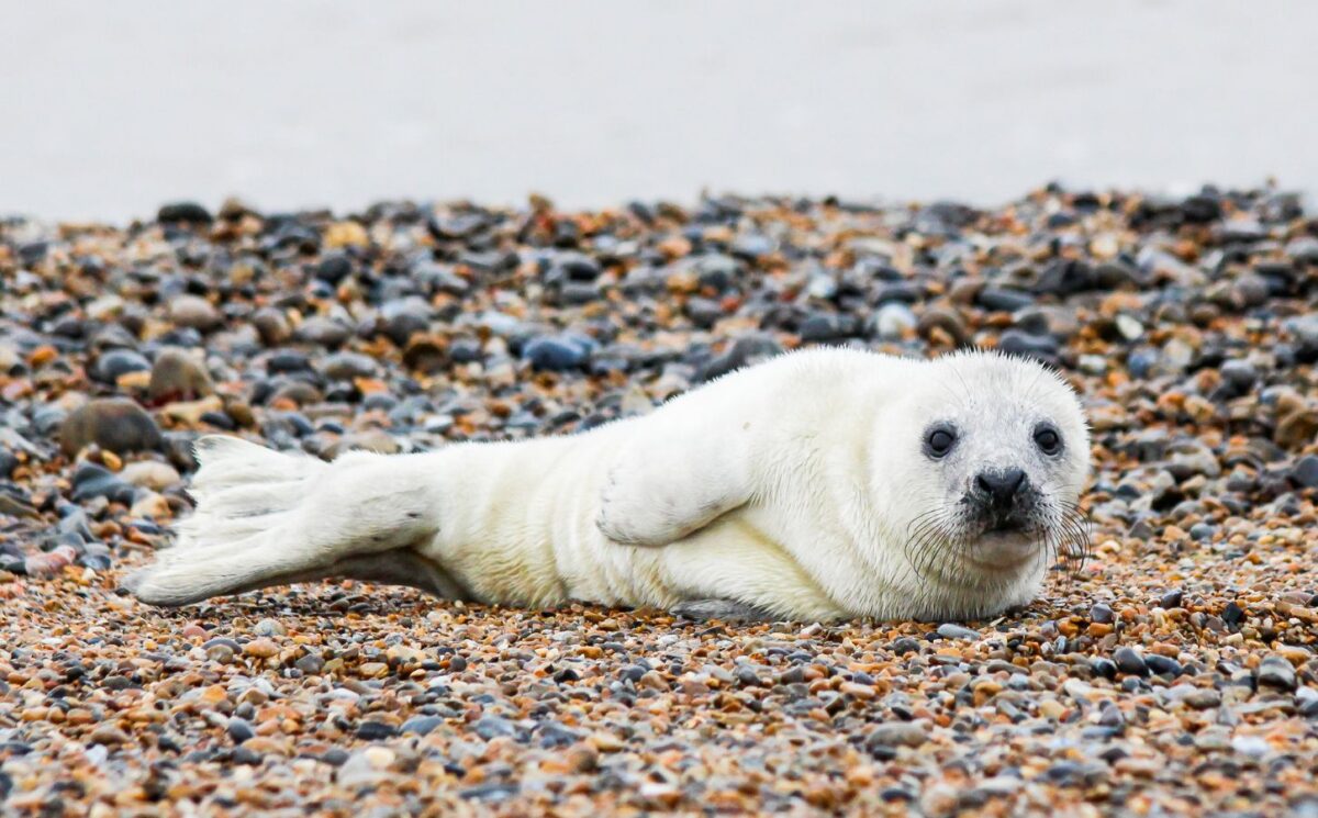 Photo shows an Atlantic seal pup resting on a stony beach. Stichting Zeehondencentrum Pieterburen (the Pieterburen Seal Center Foundation), Europe’s largest seal hospital, faces imminent bankruptcy