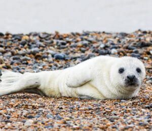 Photo shows an Atlantic seal pup resting on a stony beach. Stichting Zeehondencentrum Pieterburen (the Pieterburen Seal Center Foundation), Europe’s largest seal hospital, faces imminent bankruptcy