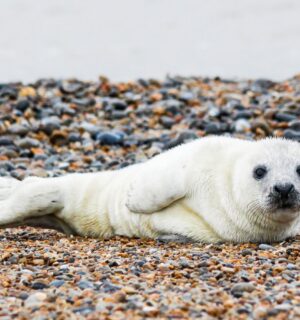 Photo shows an Atlantic seal pup resting on a stony beach. Stichting Zeehondencentrum Pieterburen (the Pieterburen Seal Center Foundation), Europe’s largest seal hospital, faces imminent bankruptcy