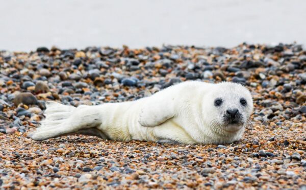 Photo shows an Atlantic seal pup resting on a stony beach. Stichting Zeehondencentrum Pieterburen (the Pieterburen Seal Center Foundation), Europe’s largest seal hospital, faces imminent bankruptcy