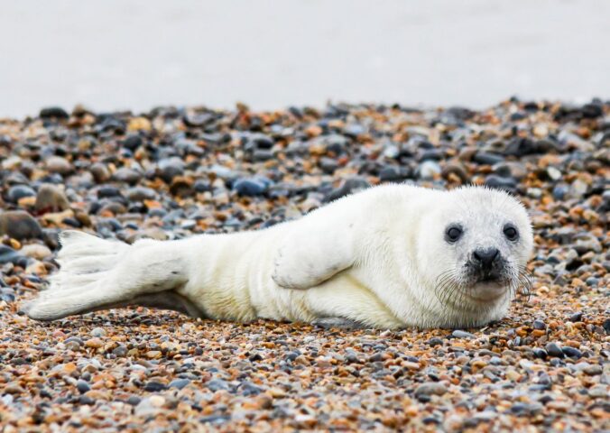 Photo shows an Atlantic seal pup resting on a stony beach. Stichting Zeehondencentrum Pieterburen (the Pieterburen Seal Center Foundation), Europe’s largest seal hospital, faces imminent bankruptcy