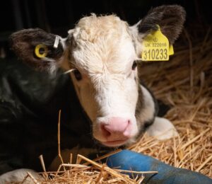 Photo shows a young cow at Two Pools Farm, near Bristol, UK, the subject of an undercover investigation by For All Animals that revealed over 700 incidents of animal abuse over a three-day period