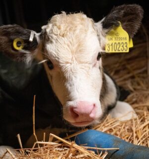 Photo shows a young cow at Two Pools Farm, near Bristol, UK, the subject of an undercover investigation by For All Animals that revealed over 700 incidents of animal abuse over a three-day period