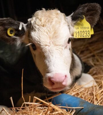 Photo shows a young cow at Two Pools Farm, near Bristol, UK, the subject of an undercover investigation by For All Animals that revealed over 700 incidents of animal abuse over a three-day period