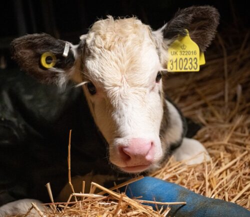 Photo shows a young cow at Two Pools Farm, near Bristol, UK, the subject of an undercover investigation by For All Animals that revealed over 700 incidents of animal abuse over a three-day period