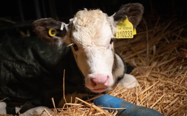 Photo shows a young cow at Two Pools Farm, near Bristol, UK, the subject of an undercover investigation by For All Animals that revealed over 700 incidents of animal abuse over a three-day period
