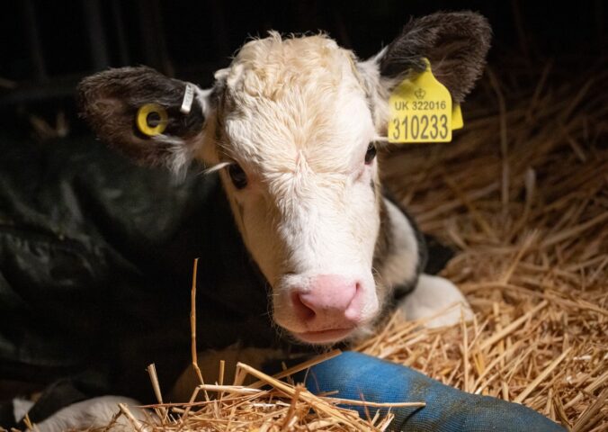 Photo shows a young cow at Two Pools Farm, near Bristol, UK, the subject of an undercover investigation by For All Animals that revealed over 700 incidents of animal abuse over a three-day period