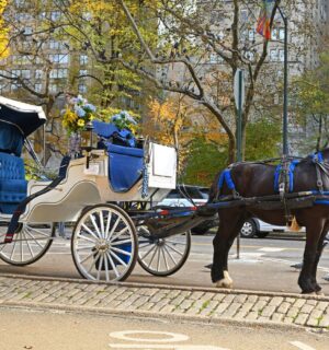 Photo shows a horse-drawn carriage in Central Park, New York City (NYC). New York City is expected to ban horse-drawn carriages from June 2028