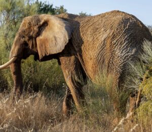 Photo shows Julie, Portugal’s last circus elephant, who is thriving in her new home at Pangea Elephant Sanctuary in Alentejo
