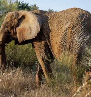 Photo shows Julie, Portugal’s last circus elephant, who is thriving in her new home at Pangea Elephant Sanctuary in Alentejo