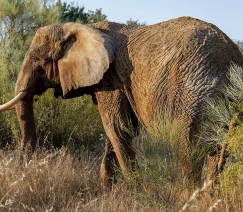 Photo shows Julie, Portugal’s last circus elephant, who is thriving in her new home at Pangea Elephant Sanctuary in Alentejo