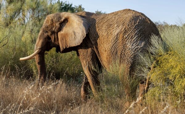 Photo shows Julie, Portugal’s last circus elephant, who is thriving in her new home at Pangea Elephant Sanctuary in Alentejo