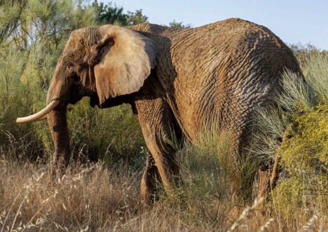 Photo shows Julie, Portugal’s last circus elephant, who is thriving in her new home at Pangea Elephant Sanctuary in Alentejo
