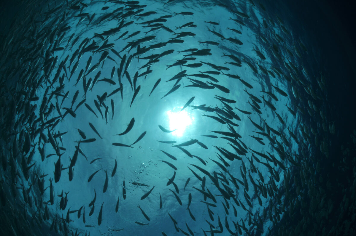 Photo shows a population of Atlantic mackerel. Mackerel stocks have fallen by around 72 percent since 2016, and now, tins of fish sold in UK supermarkets as 'mackerel' may not actually contain any mackerel