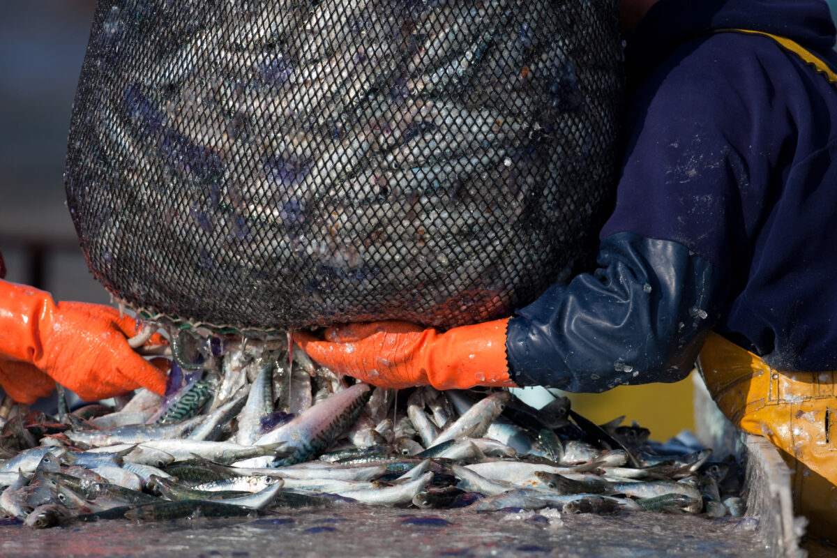 Photo shows two workers emptying out a large net full of fish onto the deck of a boat. Steve-O has said that he is “ashamed to have whey protein” as “an animal guy.”