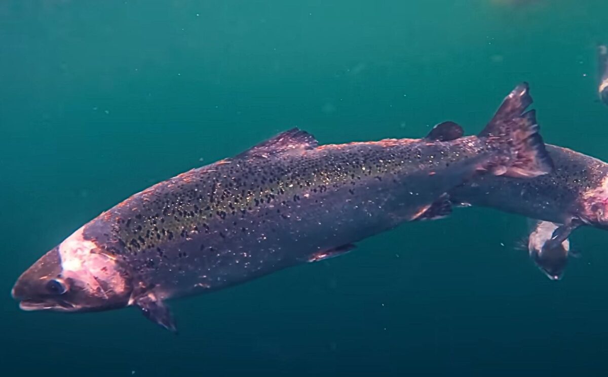 Photo shows a factory farmed Scottish salmon with open wounds from flesh-eating sea lice. Project Slingshot just released a short documentary titled Gaslit: The Hidden Truth About Salmon Farming in the UK