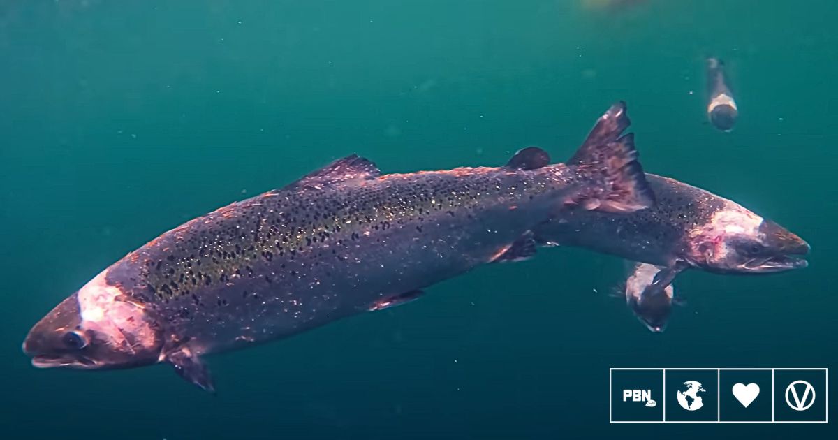 What Is The ‘Hidden Truth’ About UK Salmon Farming?