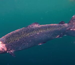Photo shows a factory farmed Scottish salmon with open wounds from flesh-eating sea lice. Project Slingshot just released a short documentary titled Gaslit: The Hidden Truth About Salmon Farming in the UK