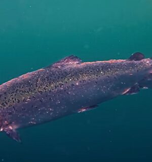 Photo shows a factory farmed Scottish salmon with open wounds from flesh-eating sea lice. Project Slingshot just released a short documentary titled Gaslit: The Hidden Truth About Salmon Farming in the UK