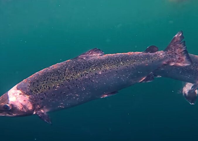 Photo shows a factory farmed Scottish salmon with open wounds from flesh-eating sea lice. Project Slingshot just released a short documentary titled Gaslit: The Hidden Truth About Salmon Farming in the UK