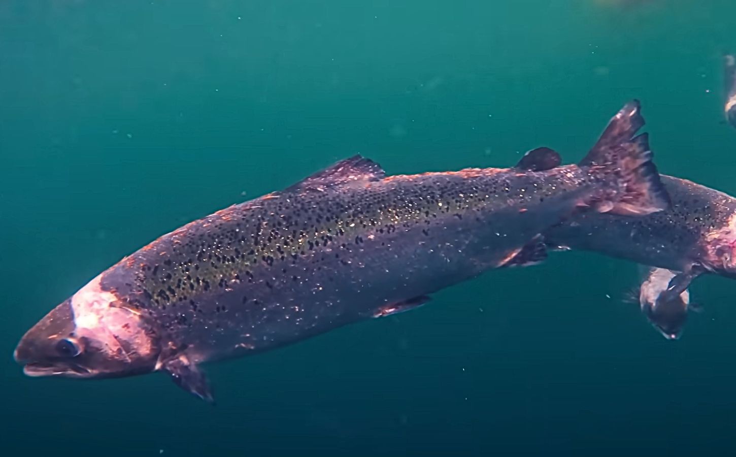 Photo shows a factory farmed Scottish salmon with open wounds from flesh-eating sea lice. Project Slingshot just released a short documentary titled Gaslit: The Hidden Truth About Salmon Farming in the UK