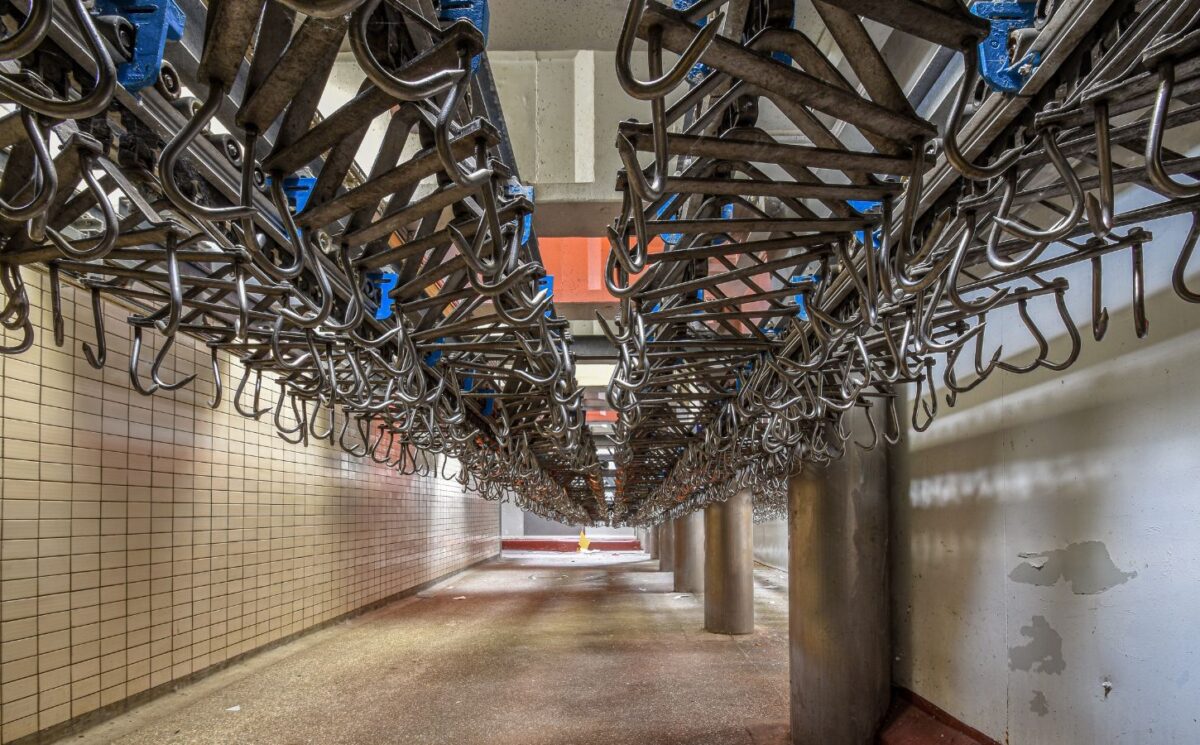Photo shows hundreds of empty steel hooks in a run down slaughterhouse, also known as an abattoir. The number of UK abattoirs has declined by approximately 92 percent since the 1970s - here's why that's bad for animals