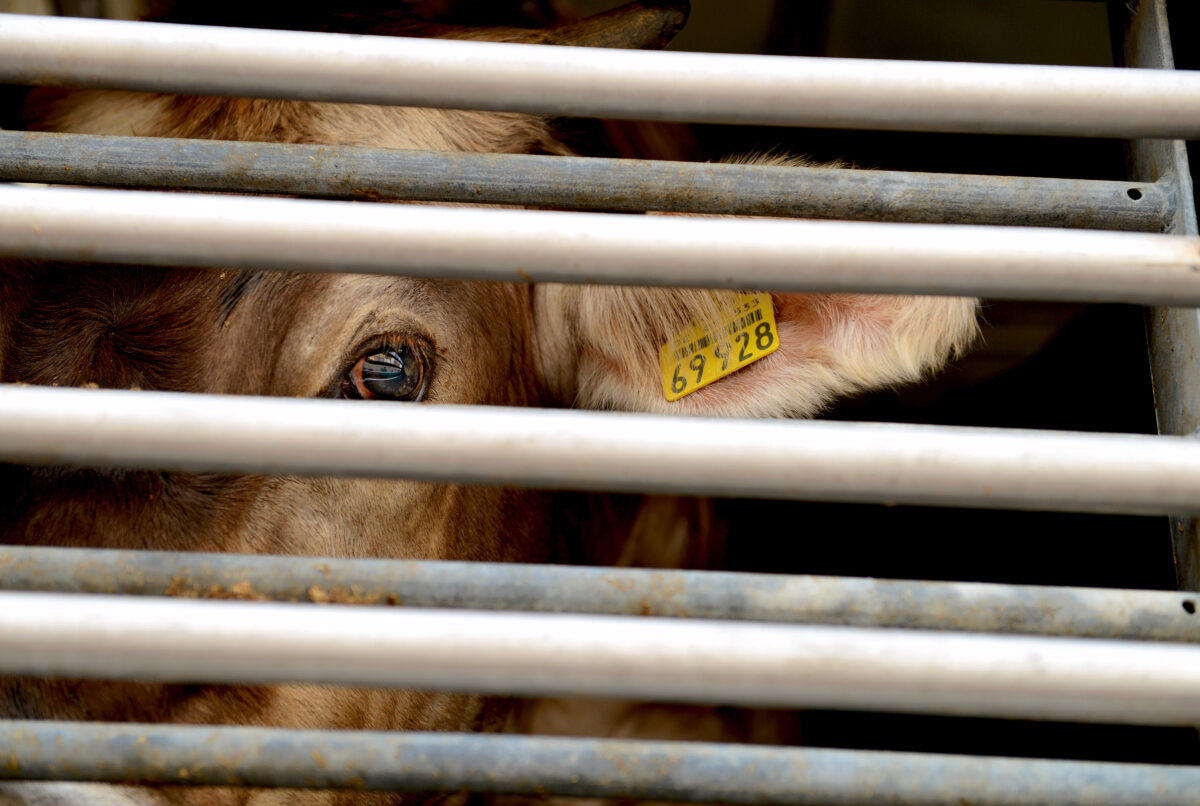 Photo shows a cow being transported inside a large truck with barred windows. The number of UK abattoirs has declined by approximately 92 percent since the 1970s - here's why that's bad for animals