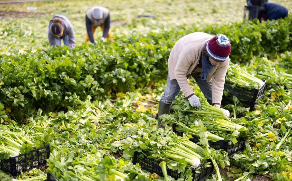 Photo shows farm workers harvesting organic celery. Most UK farmers say that uncertainty over extreme weather is harming their business, according to a new report