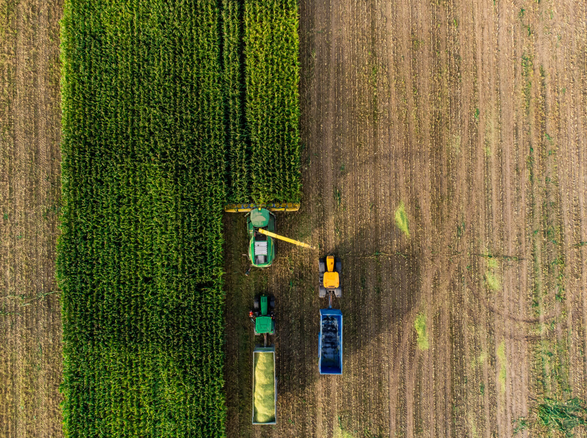 Photo shows farm workers harvesting maize using large tractors and other machines. Most UK farmers say that uncertainty over extreme weather is harming their business, according to a new report