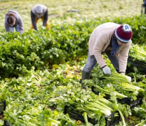 Photo shows farm workers harvesting organic celery. Most UK farmers say that uncertainty over extreme weather is harming their business, according to a new report