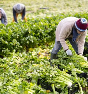 Photo shows farm workers harvesting organic celery. Most UK farmers say that uncertainty over extreme weather is harming their business, according to a new report