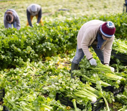 Photo shows farm workers harvesting organic celery. Most UK farmers say that uncertainty over extreme weather is harming their business, according to a new report