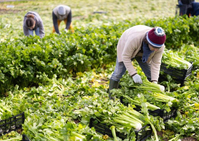 Photo shows farm workers harvesting organic celery. Most UK farmers say that uncertainty over extreme weather is harming their business, according to a new report