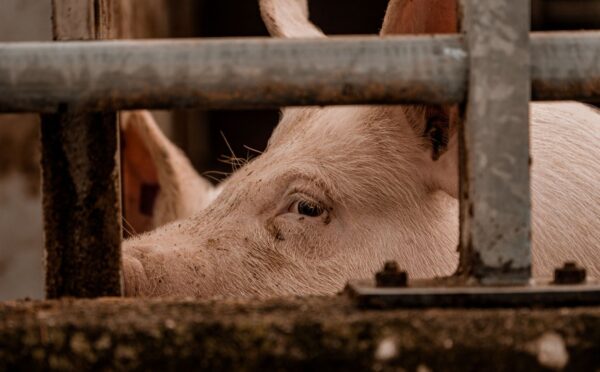 Photo shows a factory farmed pig behind thick metal bars. The UK government has announced new plans to end the CO2 stunning of pigs “to prevent further suffering.”