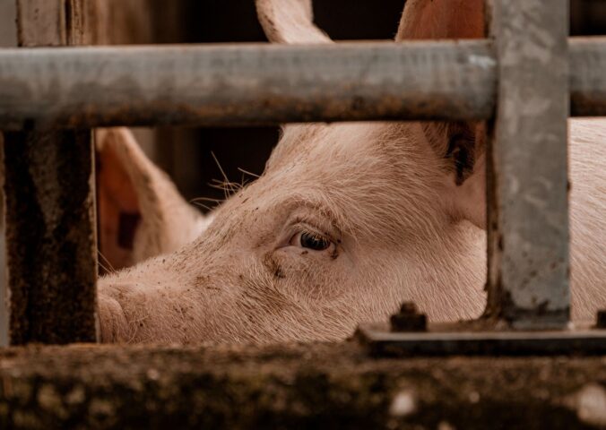 Photo shows a factory farmed pig behind thick metal bars. The UK government has announced new plans to end the CO2 stunning of pigs “to prevent further suffering.”
